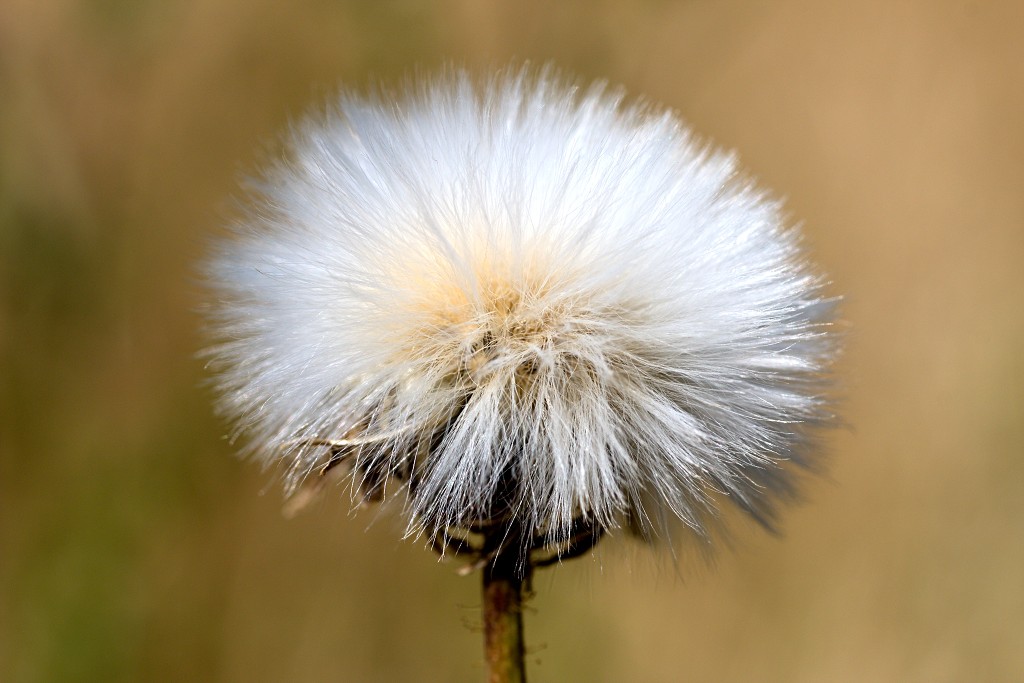 bloemen bloem hdr natuur flora roos rozen tulp tulpen orchidee orchideeen zonnebloem geranium cannabis marihuana wiet hennep sativa indica